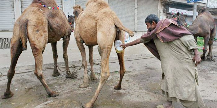 Iranian Islamic Medicine Specialist Says Camel Urine Cures Coronavirus