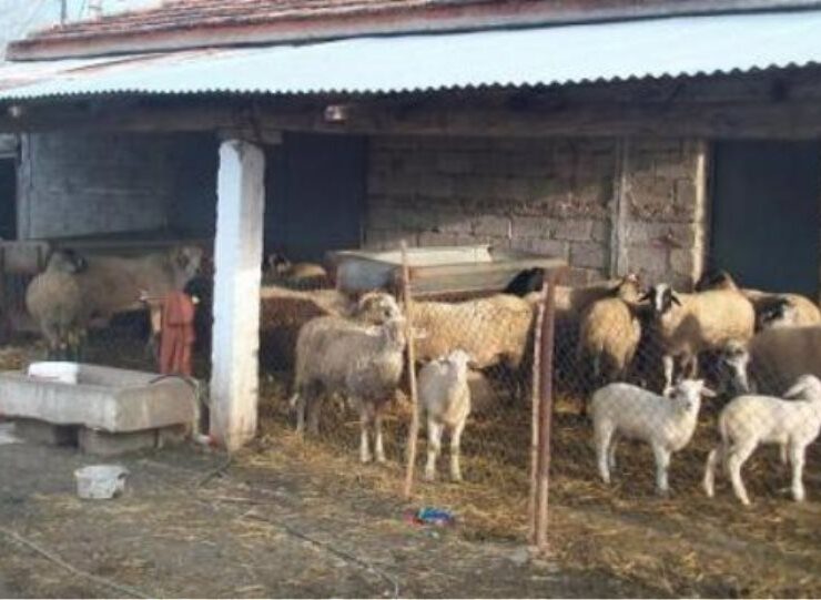 heartbreaking animals greek sheep shepherd butchering beloved destroyed illegal stealing invaders livelihood muslim alien keep farm distraught take